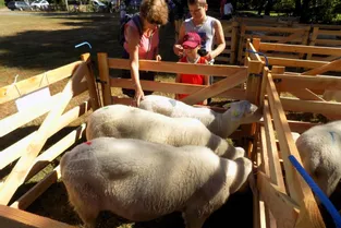 Le concours national de l’Organisme sélection races ovines des Massifs a eu lieu hier