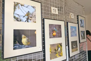 Etonnants oiseaux : la belle exposition