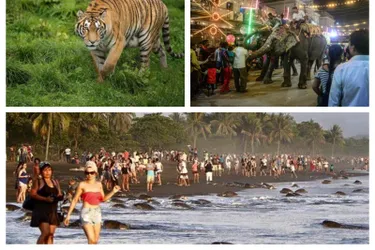 Selfies aux côtés de tortues, tigres drogués... quand le tourisme met en danger la survie des animaux sauvages