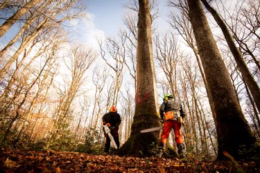 Ces chênes centenaires de la forêt de Randan (Puy-de-Dôme), bâtisseurs de Notre-Dame