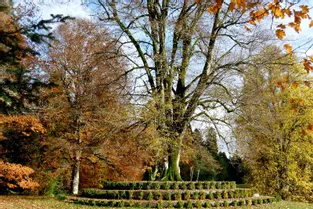 L'arboretum du château de Neuvic d'Ussel ouvre ses portes