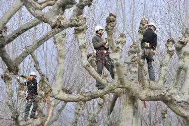 Huit employés municipaux taillent les arbres, jusqu’à une trentaine de mètres du sol