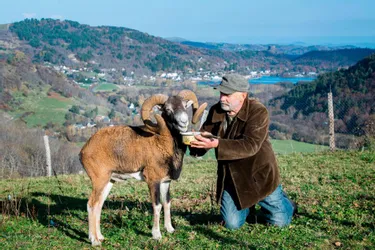 Jo et Bibi le Mouflon toujours réunis au cœur du massif du Sancy, treize ans après leur rencontre