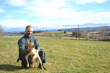 Le chien berger d'Auvergne : À la rescousse d’une race locale