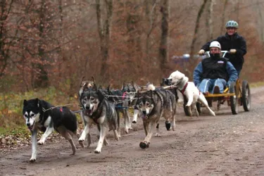 Des mushers de toute la France vont tester leurs chiens de traîneau pour une course inédite