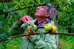Pourquoi sont-ils si nombreux à venir cueillir des pommes bio à Saint-Floret ? (Puy-de-Dôme)