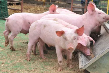 La filière porcine souffre : les labels ne suffisent pas selon les éleveurs corréziens