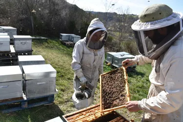 Pourquoi le taux de mortalité des abeilles atteint 25 % dans le Cantal ? Et comment l'enrayer ?