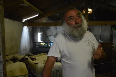 La chambre d’agriculture du Puy-de-Dôme plébiscite un modèle d’automatisation ovine locale