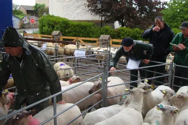 La quarante-cinquième foire aux moutons de Louroux-Hodement s’est déroulée lundi