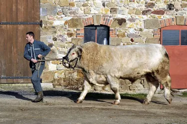 Faubert et ses 1.380 kg au Salon de l'agriculture