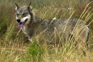 Des brebis tuées aux portes de la Haute-Loire : "le loup n'est pas exclu"