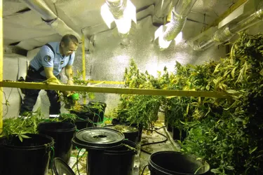 Un Creusois cultivait du cannabis pour fournir le quartier de Coluche à Montrouge