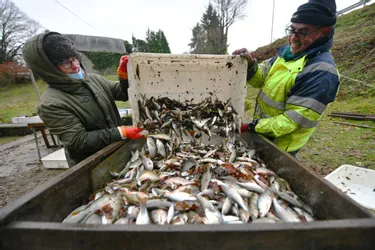 Plusieurs tonnes de poisson récupérées après la vidange de l'étang de la Cazine (Creuse)