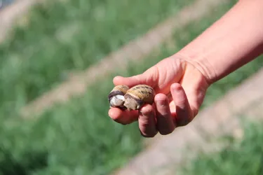 L’escargot : de la coquille à l’assiette
