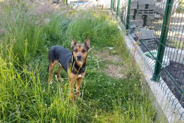 Un chien trouvé attend son maître à Saint-eloy-les-Mines