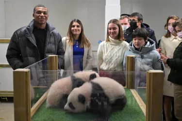 Cérémonie du nom : Kylian Mbappé officiellement nommé parrain de Yuandudu l'une des jumelles pandas nées au ZooParc de Beauval