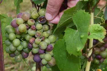 Les vignerons du Puy-de-Dôme attendent toujours une bonne année