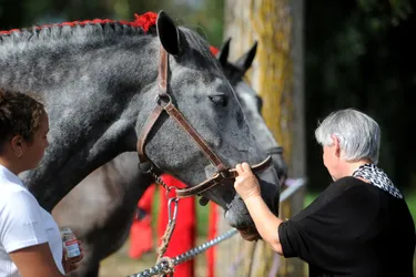 Les plus beaux chevaux de trait de l'Allier réunis à Avermes, samedi et dimanche