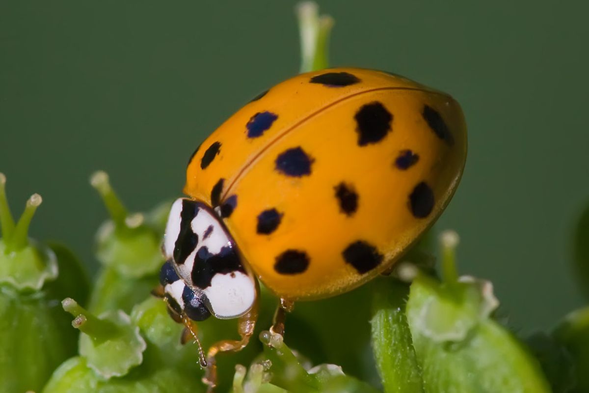 Cinq questions pour comprendre l'invasion des coccinelles asiatiques — free download