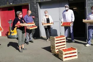 50 kilos de fraises « du cœur » distribuées
