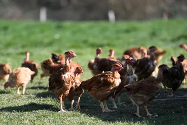 Grippe aviaire: un premier cas en France détecté en Haute-Corse