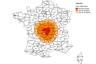 17 cas confirmés de FCO en Auvergne et en Limousin : la carte des périmètres interdits