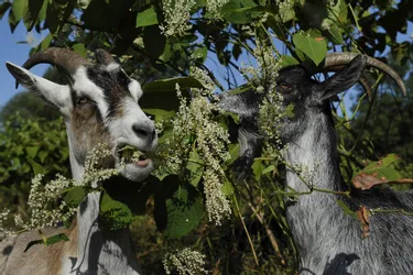 Biodiversité en Auvergne : des chèvres contre la renouée du Japon