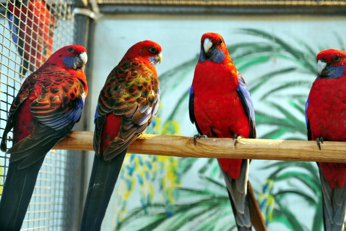Oiseaux, arbres fruitiers, théâtre... Que se passe-t-il en Haute-Vienne