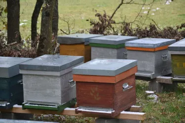 Aidez les abeilles, élevez une ruche !