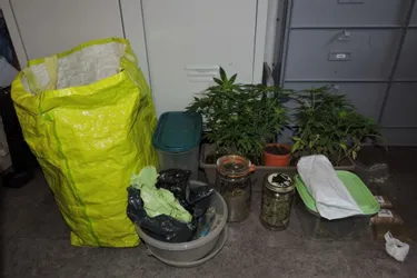 Des pieds de cannabis retrouvés sur son balcon à Châtel-Guyon