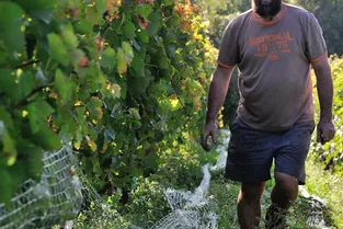 Avec les fortes chaleurs, les vignes ont bloqué leur maturation… en attendant l’eau