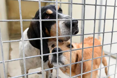 Les adoptions de chiens et de chats sont pour l'instant suspendues au refuge de Gerzat (Puy-de-Dôme)