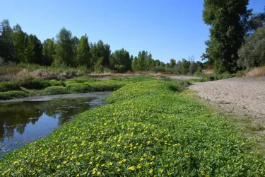 Espaces naturels sensibles cherchent bras pour "chantier nature" dans l'Allier