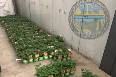 Des centaines de plants étiquetés "cannabis" en vente dans des grandes surfaces et dans des jardineries dans le Puy-de-Dôme