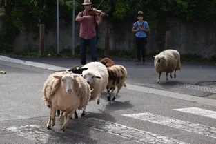 Les moutons ont paradé dans le village