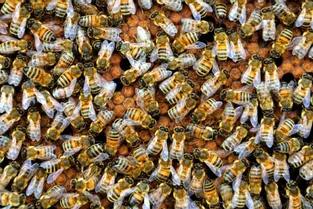 Les 120.000 abeilles retrouvées mortes à Clermont-Ferrand sont-elles un cas isolé dans le Puy-de-Dôme ?