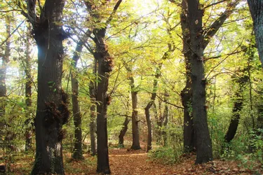 Le bois de la Châtaigneraie classé en Espace Naturel Sensible