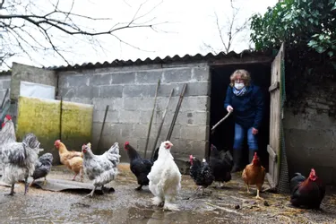 A Chamboulive (Corrèze), une passionnée collectionne les poules d'ornement