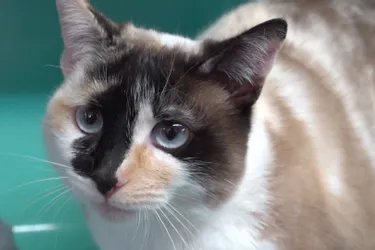 Daphnée, jolie chatte de deux ans, est à adopter à l'APA du Puy-de-Dôme