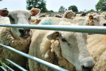 L’élevage ovin figure parmi les productions animales financièrement les plus intéressantes