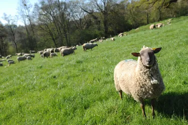 Les professionnels de la filière ovine étudient la génétique et l’environnement des cheptels