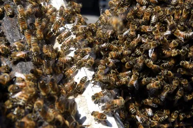 Le nombre d’abeilles est en baisse chez les éleveurs locaux