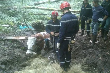 Une dizaine de pompiers au secours d'une vache dans un ravin