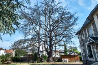 Un cèdre remarquable, sur une propriété privée, victime de la sécheresse à Brive (Corrèze)