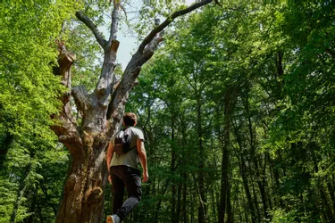 Partez à la découverte des chênes remarquables de la forêt de Tronçais à travers une belle boucle « à la fraîche »