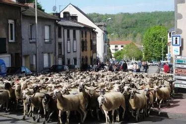 400 moutons vont défiler en ville pour "Estives en fête", samedi