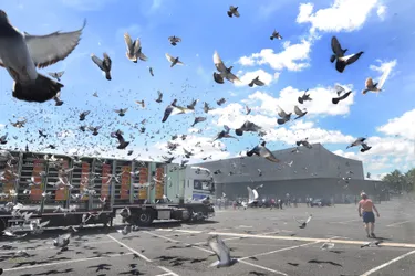 12.000 pigeons lâchés dans le ciel d'Aurillac