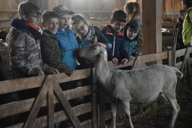 Les écoliers muratais de Notre-Dame des Oliviers en immersion chez un éleveur ovin