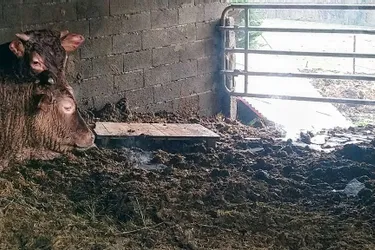 Neuf veaux sauvés des flammes lors de l'incendie d'une grange à Altillac en Corrèze